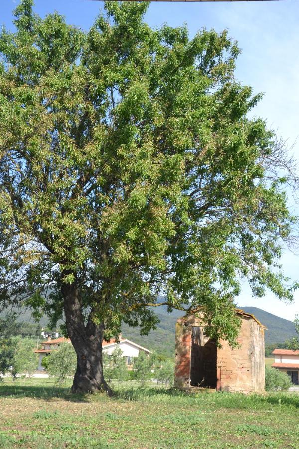 Agriturismo Il Vecchio Mandorlo Кастильоне-делла-Пеская Экстерьер фото